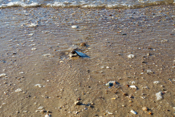 Strandgut