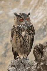 Hibou grand-duc