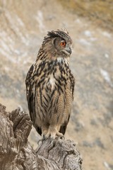 Hibou grand-duc