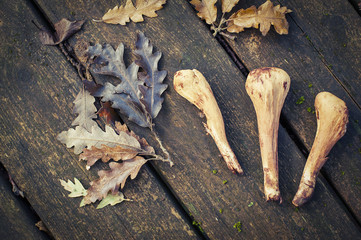 Autumnal symbols