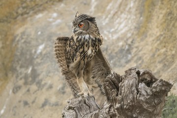 Hibou grand-duc