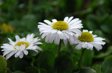 маргаритки © svetlana177