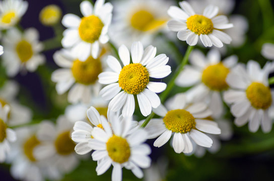 Сhamomile flowers