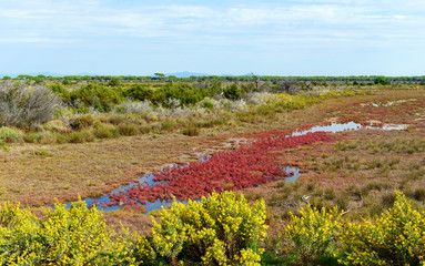 Obraz premium aquatic plants in the natural park
