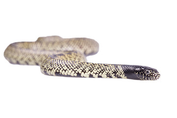 Snake Lampropeltis getula splendida Isolated