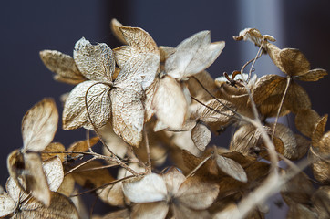 Dried hydrangea flowers
