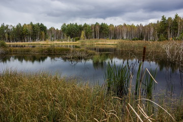 Swamp. Czech Republic.