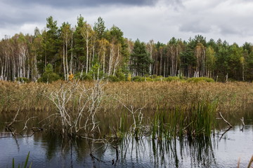 Swamp. Czech Republic.