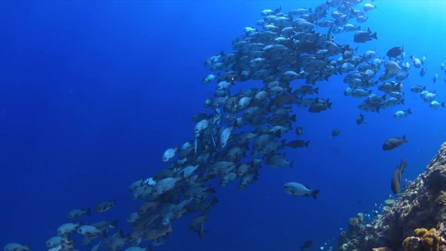 School of Black Snapper on a coral reef in Philippines. 4k footage