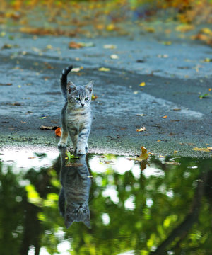 Cat Sitting At The Edge Of Rain Puddle. Reflection In The Water