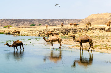 Fototapeta na wymiar Camels of Oman, Salalah, Dhofar