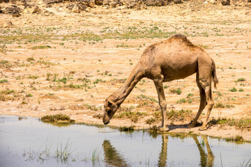 Camels of Oman, Salalah, Dhofar