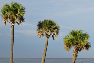 Trio of palm trees over looking the Gulf of Mexico.