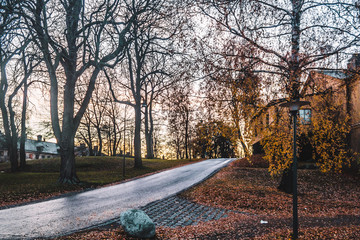 Trees and Streets of Stockholmg, Sweden