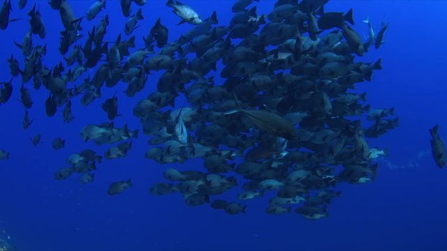 A school of black snapper swimming on a coral reef. 4k footage