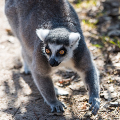 Katta (Lemur catta)