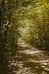 Path lit by sun in autumn forest as natural background