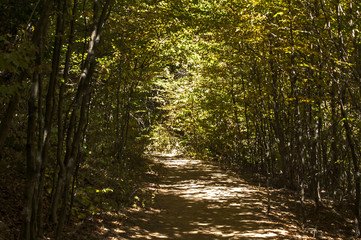 Path lit by sun in autumn forest as natural background