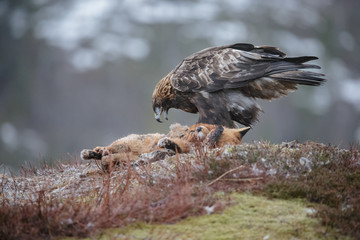 Golden eagle scavenging from a dead fox