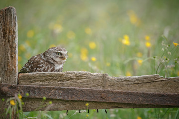 Little owl showing meadow of buttercups in the background