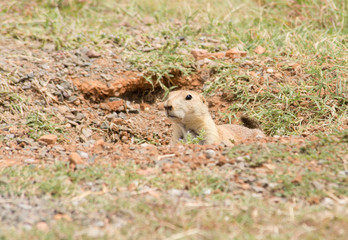 Naklejka na ściany i meble Black-tailed Prairie Dog peeking out from his burrow entrance