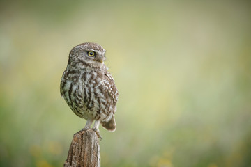 Little owl isolated on a background of buttercup meadow and grass
