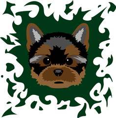 Yorkshire terrier