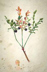 Watercolor realistic illustration of bilberries with branches and leaves, on vintage beige background.