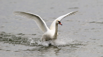 Swan landing on the Danube river in Zemun, Belgrade, Serbia.