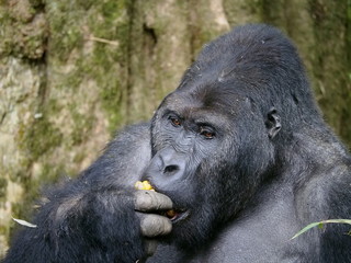 Flachlandgorilla Silberrücken, Porträt beim FressenGITAL CAMERA
