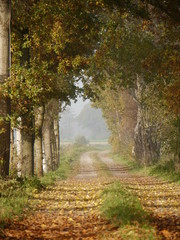 Herbstallee
