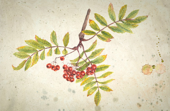 Watercolor realistic detailed painting of a bright branch of rowan tree with green leaves and red berries. On vintage beige background.
