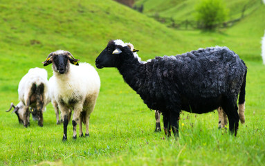 Fototapeta premium black and white sheep on pasture concept for good and bad contrast racism multi ethnic races cultures skin color sin innocence popular outcast