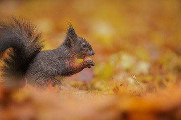 Naklejka na ściany i meble Red squirrel in fallen autumn leaves