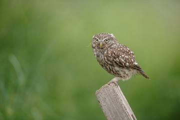 Little owl on a green meadow backgorund