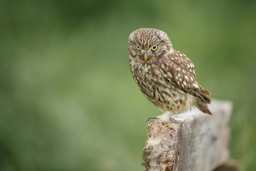 Little owl In English countryside