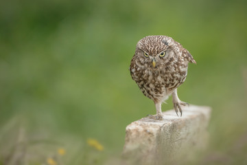Little owl running along a gate