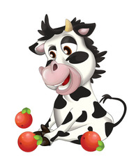 Naklejka premium Cartoon happy young cow looking on fruits - apples - isolated - illustration for children