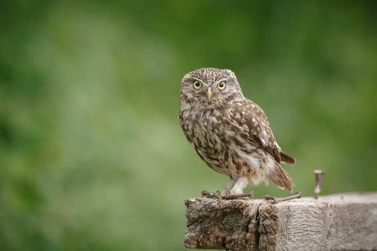 Cute little owl perched on a fence
