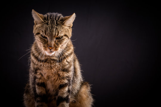 un chat tigré sur fond noir , avec une expression de mauvaise humeur et de colère