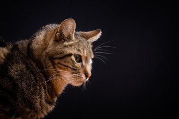 Un chat tigré de profil sur fond noir avec regard sur le bas © Olivier Tabary