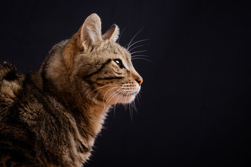 Un chat tigré de profil sur fond noir