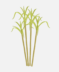 Obraz premium Sugarcane Farming