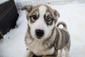 Snow Dog Puppy (Husky)