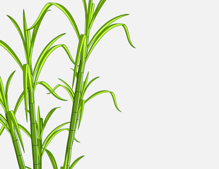 Bamboo Plant Background