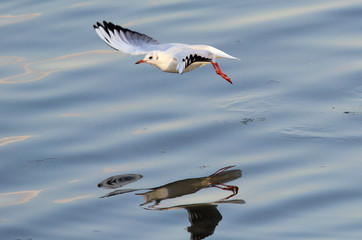 Gull ,Larus ridibundus,rivergull flying above river Danube,in Zemun,Belgrade,Serbia.