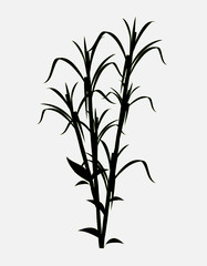 Sugarcane Plant Silhouette - 123491981