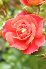 Gebruder Grimm (Korassenet, Eternal Flame, Brothers Grimm Fairy Tale, Gremlin, Joli Tambour) rose. Blossomed Bud.