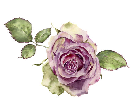Watercolor rose with leaves. Hand painted vintage floral illustr