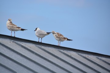 Obraz premium Seagull